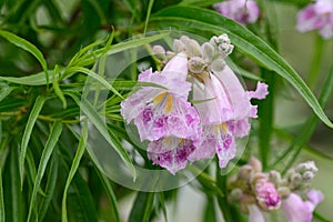 Desert willow Chilopsis linearis nectar-rich pink flowers photo